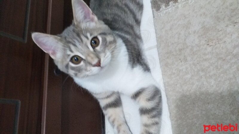 British Shorthair, Kedi  Toprak fotoğrafı