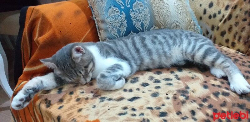 British Shorthair, Kedi  Toprak fotoğrafı