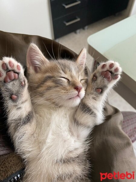 British Shorthair, Kedi  Toprak fotoğrafı