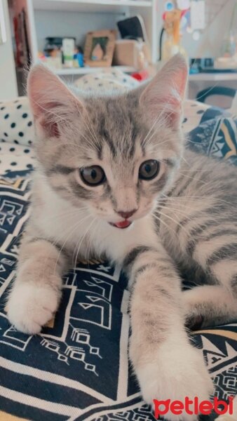 British Shorthair, Kedi  Toprak fotoğrafı