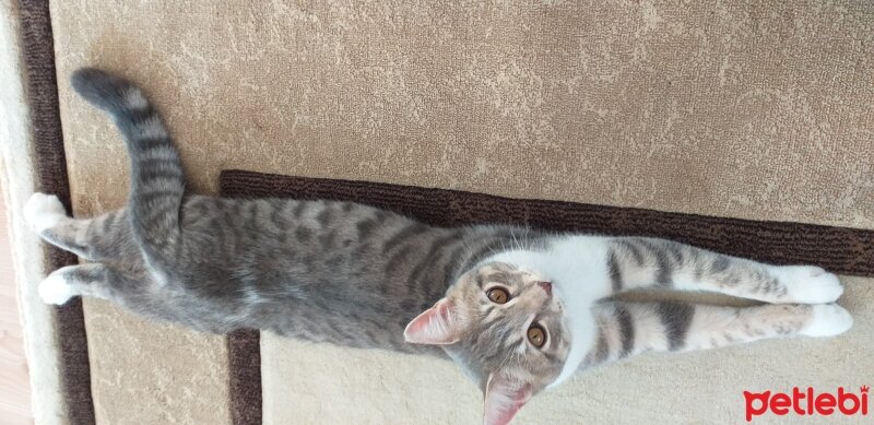 British Shorthair, Kedi  Toprak fotoğrafı