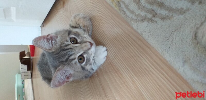 British Shorthair, Kedi  Toprak fotoğrafı