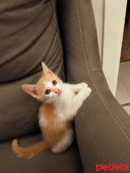 Sarman, Kedi  Latte fotoğrafı