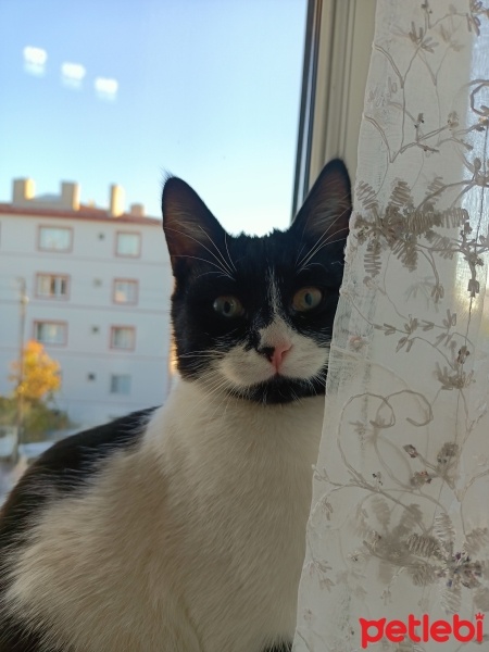 Tuxedo (Smokin) Kedi, Kedi  Gopi fotoğrafı