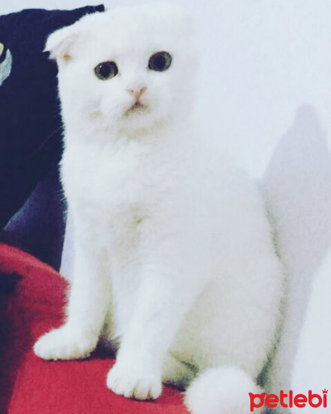 Scottish Fold, Kedi  Boncuk fotoğrafı