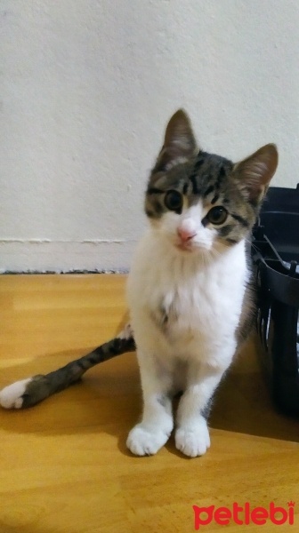 Tekir Kedi, Kedi  Eylül fotoğrafı