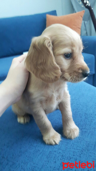 Amerikan Cocker Spaniel, Köpek  Misha fotoğrafı