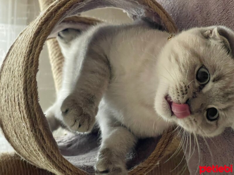 Scottish Fold, Kedi  Mathilda fotoğrafı