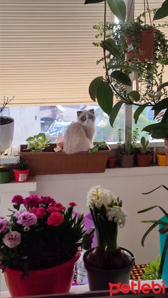 Scottish Fold, Kedi  Mathilda fotoğrafı