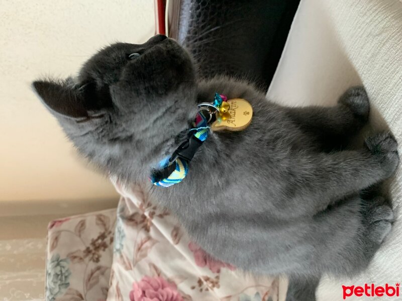 British Shorthair, Kedi  Anakin Catwalker fotoğrafı