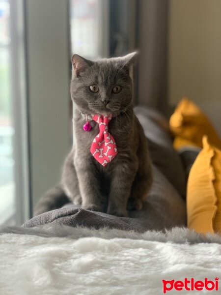 British Shorthair, Kedi  Anakin Catwalker fotoğrafı