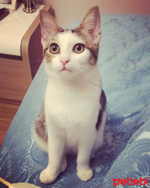 Tekir Kedi, Kedi  Fındık fotoğrafı