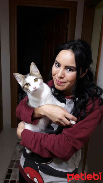 Tekir Kedi, Kedi  Fındık fotoğrafı