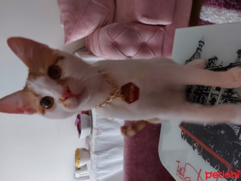 Sarman, Kedi  Köpük fotoğrafı