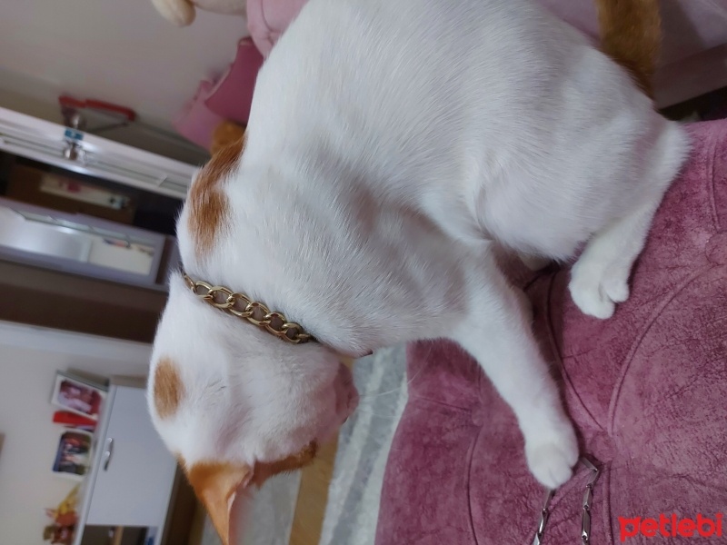 Sarman, Kedi  Köpük fotoğrafı