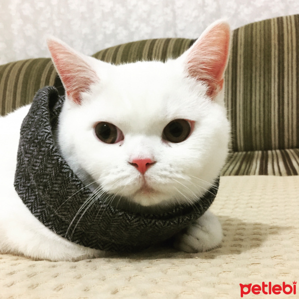 British Shorthair, Kedi  PATİK fotoğrafı