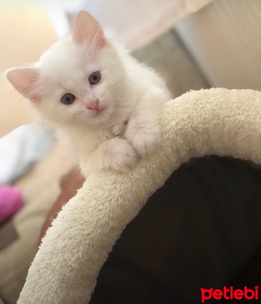 Ankara Kedisi, Kedi  Prenses fotoğrafı