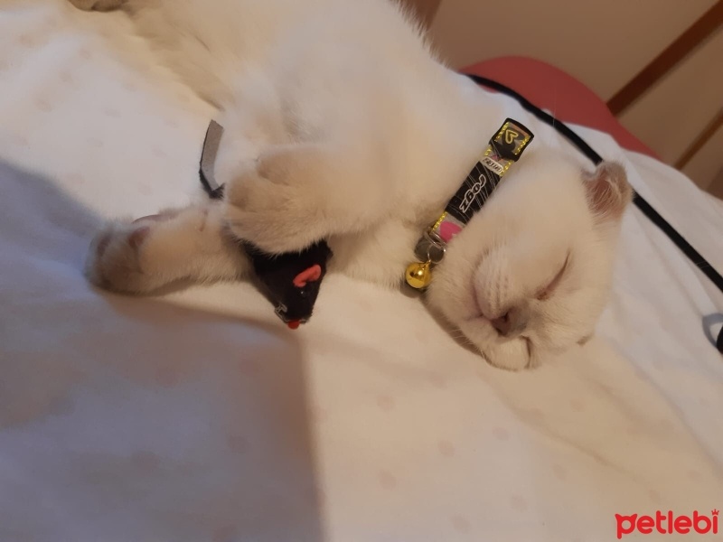 Scottish Fold, Kedi  Bulut fotoğrafı