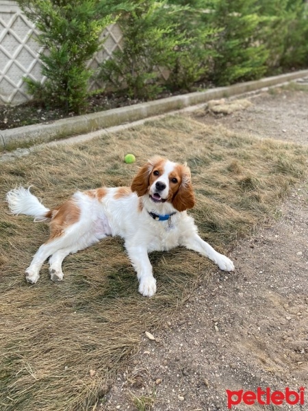King Charles Spaniel, Köpek  latte fotoğrafı