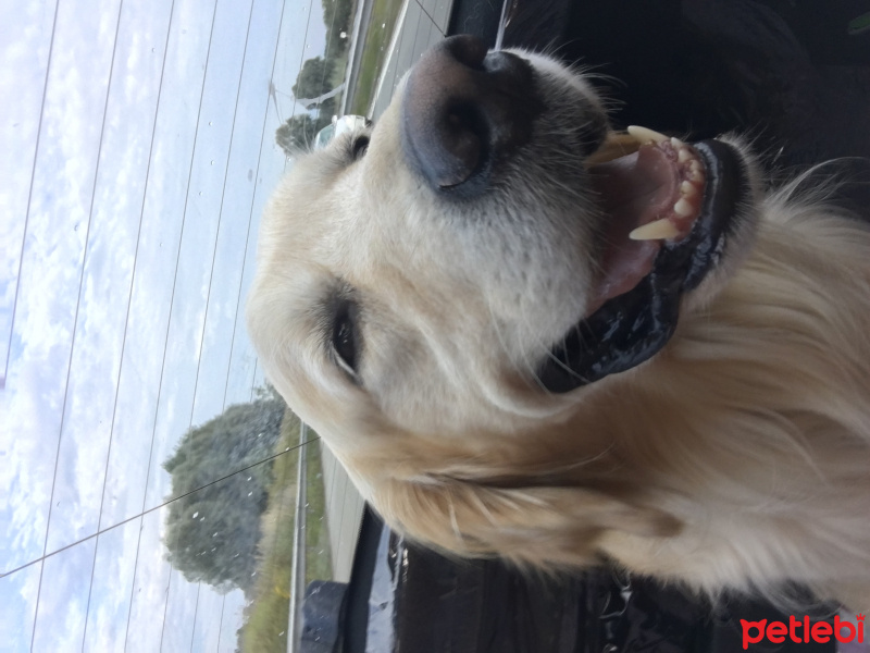 Golden Retriever, Köpek  Tarçın fotoğrafı