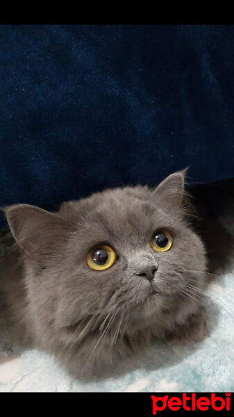 British Shorthair, Kedi  Mila fotoğrafı