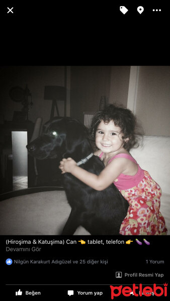 Labrador Retriever, Köpek  Katu fotoğrafı