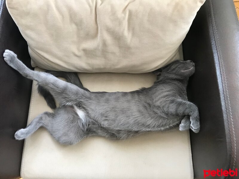 Korat, Kedi  Paşa fotoğrafı