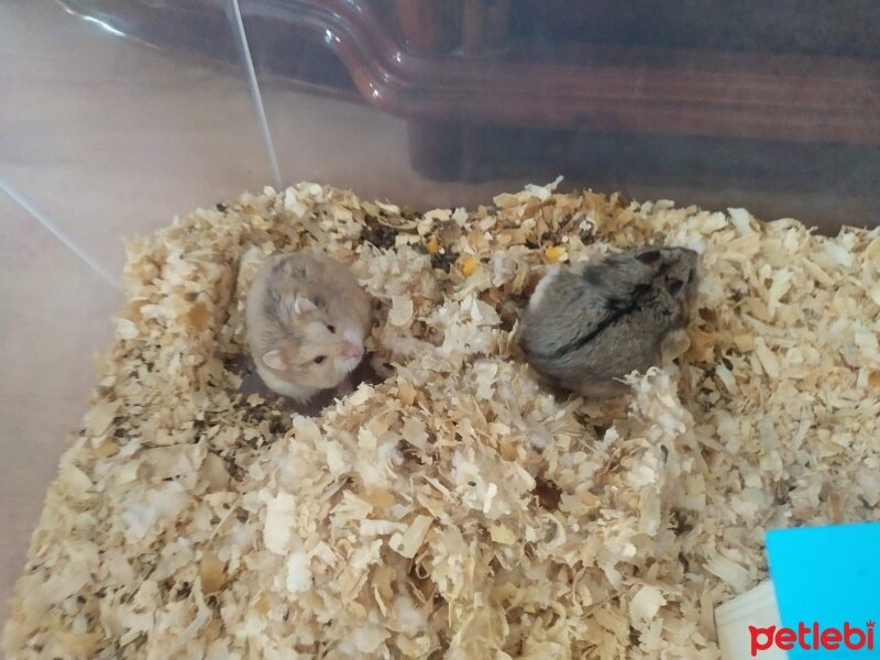 Hamster, Kemirgen  Ying Yang fotoğrafı