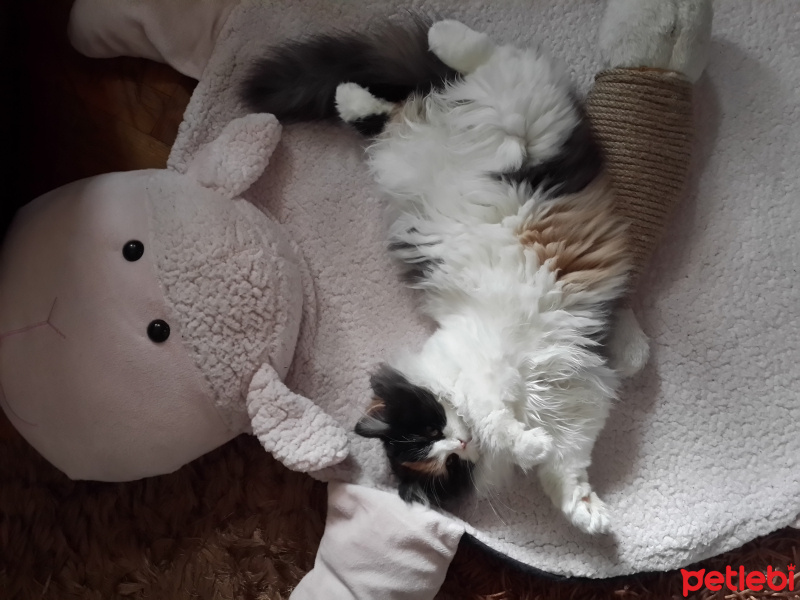 İran Kedisi (Persian), Kedi  CİNGÖZ  fotoğrafı