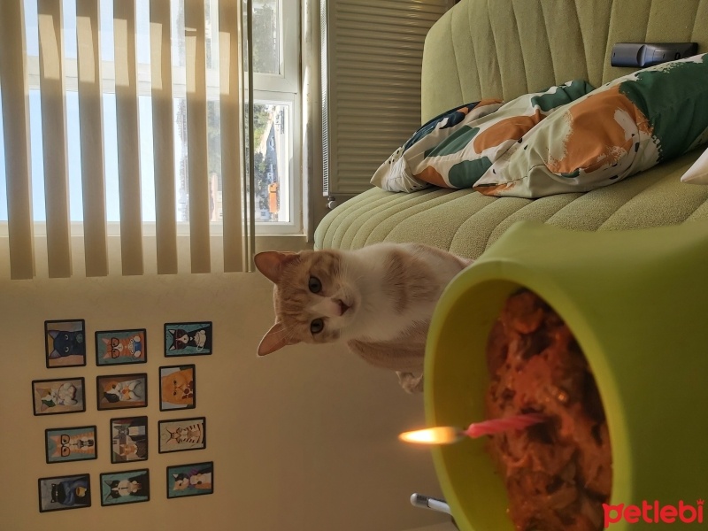 Sarman, Kedi  LEO fotoğrafı