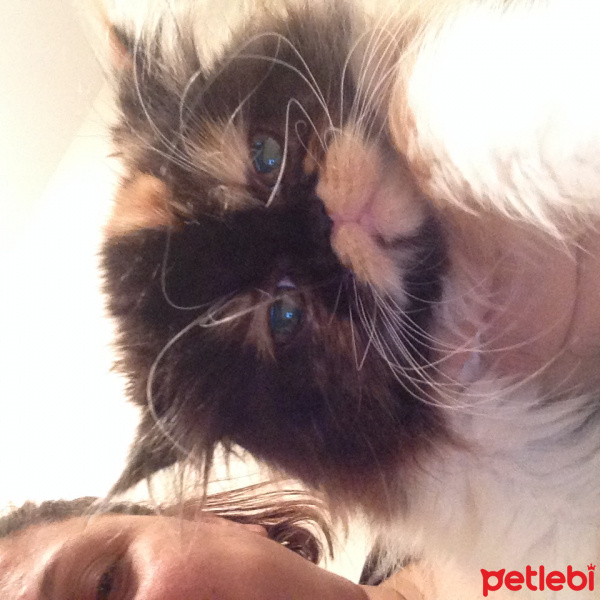 İran Kedisi (Persian), Kedi  tüycük fotoğrafı