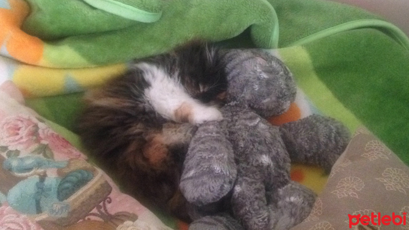 İran Kedisi (Persian), Kedi  tüycük fotoğrafı