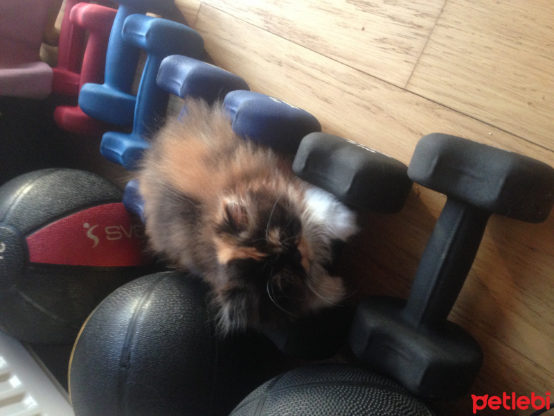 İran Kedisi (Persian), Kedi  tüycük fotoğrafı