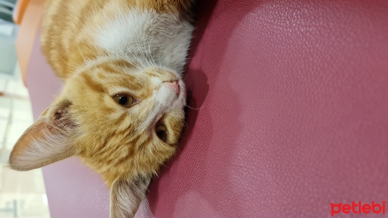 Sarman, Kedi  Limon fotoğrafı
