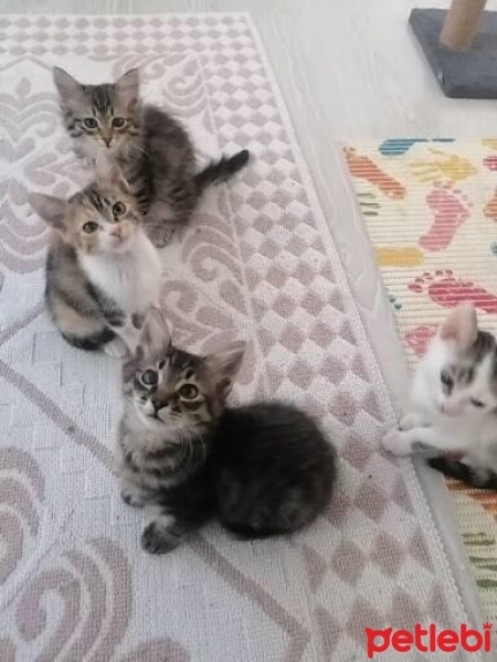 Tekir Kedi, Kedi  Çiko fotoğrafı