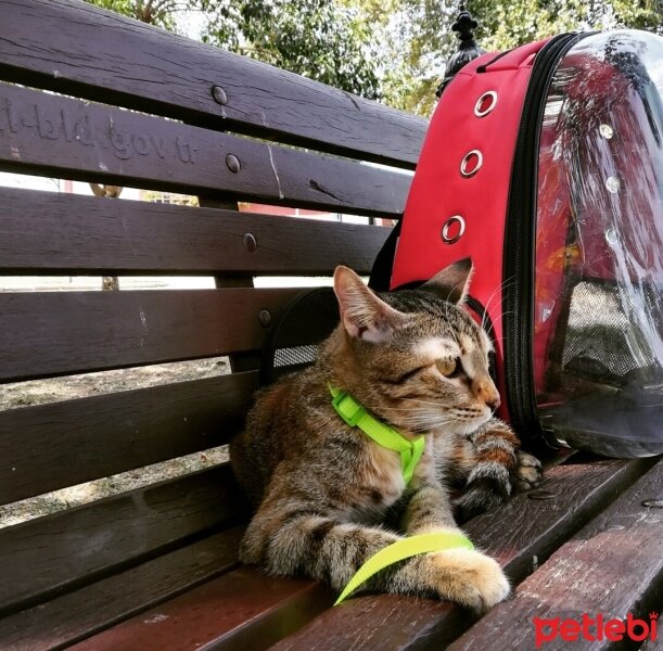 Tekir Kedi, Kedi  Silvia fotoğrafı