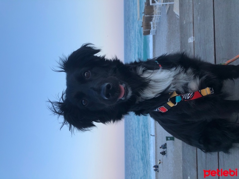 Russian Spaniel, Köpek  afro fotoğrafı