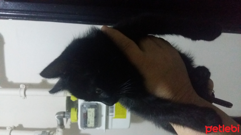 Tekir Kedi, Kedi  Adınısenkoy fotoğrafı