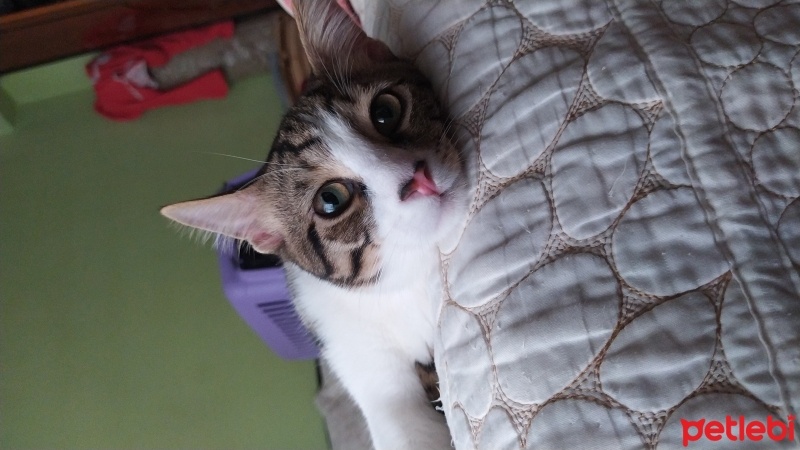 Tekir Kedi, Kedi  Cesur fotoğrafı