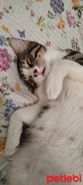 Tekir Kedi, Kedi  Cesur fotoğrafı