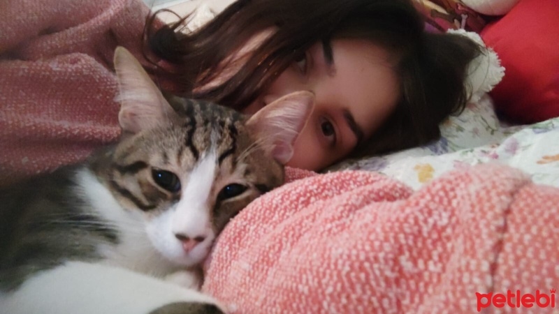 Tekir Kedi, Kedi  Cesur fotoğrafı