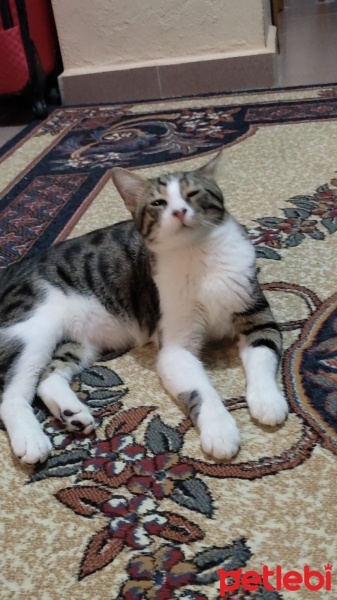 Tekir Kedi, Kedi  Cesur fotoğrafı
