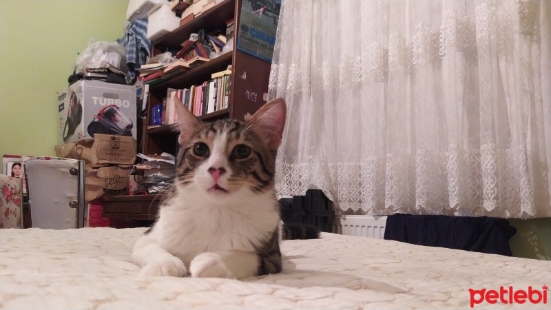 Tekir Kedi, Kedi  Cesur fotoğrafı