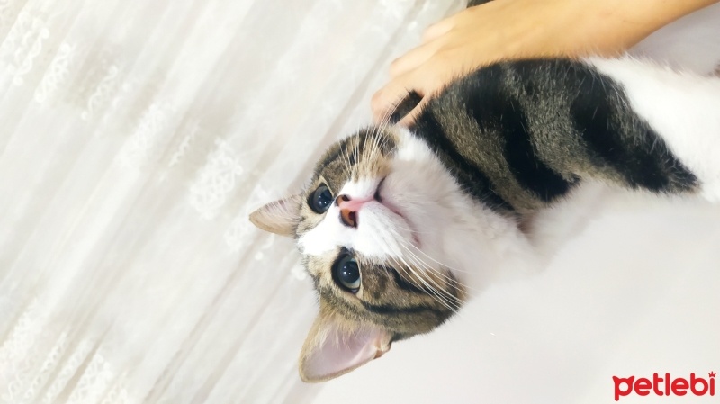 Tekir Kedi, Kedi  Cesur fotoğrafı