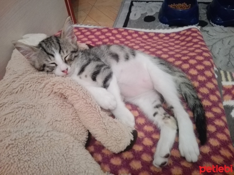 Tekir Kedi, Kedi  Cesur fotoğrafı