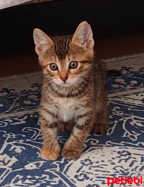 Tekir Kedi, Kedi  Şila fotoğrafı