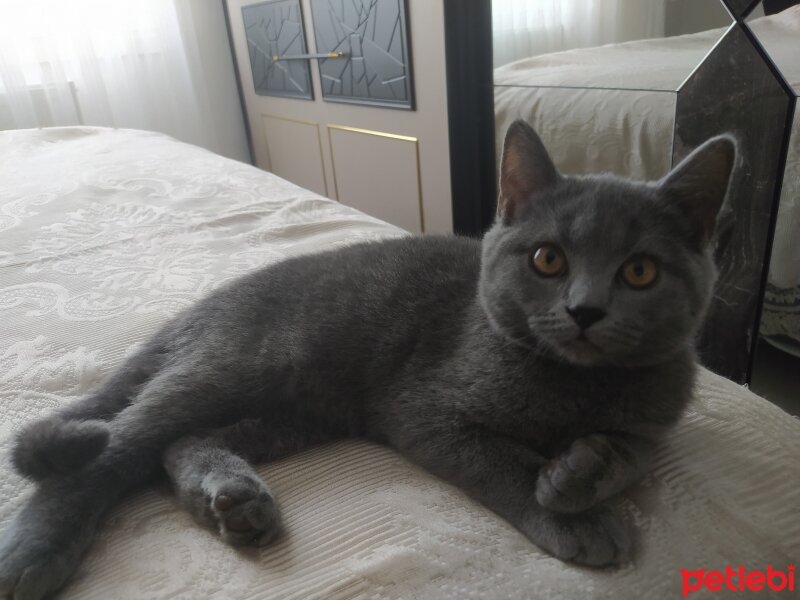 British Shorthair, Kedi  Ares fotoğrafı