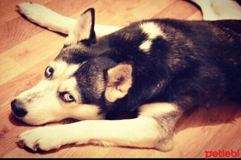 Sibirya Kurdu (Husky), Köpek  Evelina fotoğrafı