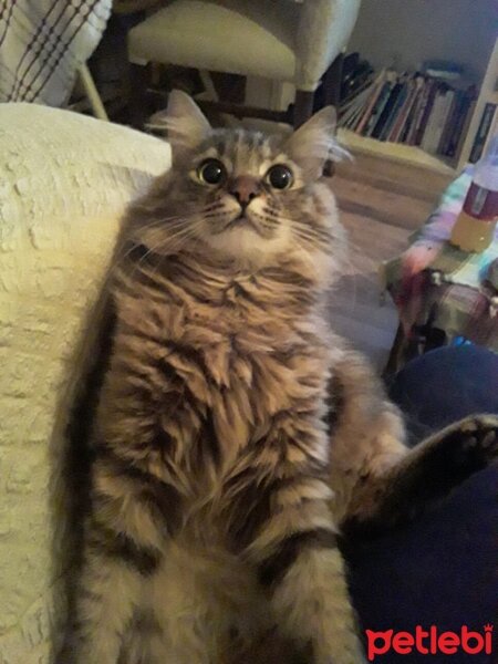 Norwegian Forest, Kedi  Mercan fotoğrafı