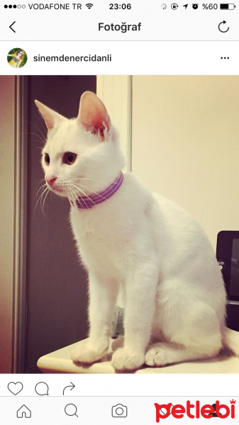 Tekir Kedi, Kedi  Miço fotoğrafı